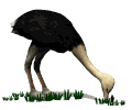 estruç imatges-animades-gif